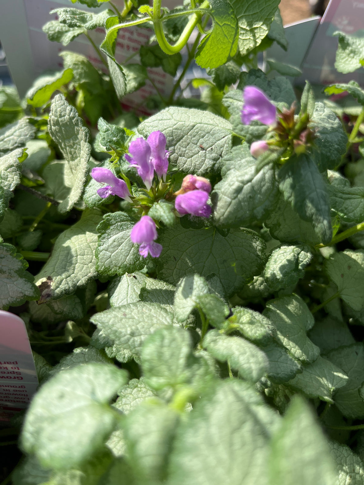 Red Nancy Dead Nettle | Lamium maculata 'Red Nancy'