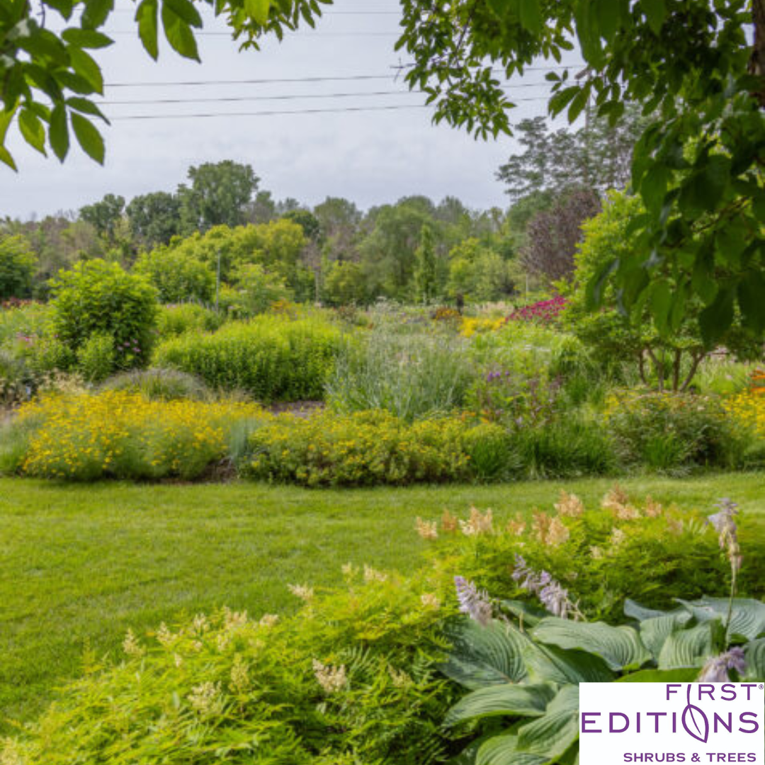 Matcha Ball Ash Leaf Spirea | Sorbaria sorbifolia