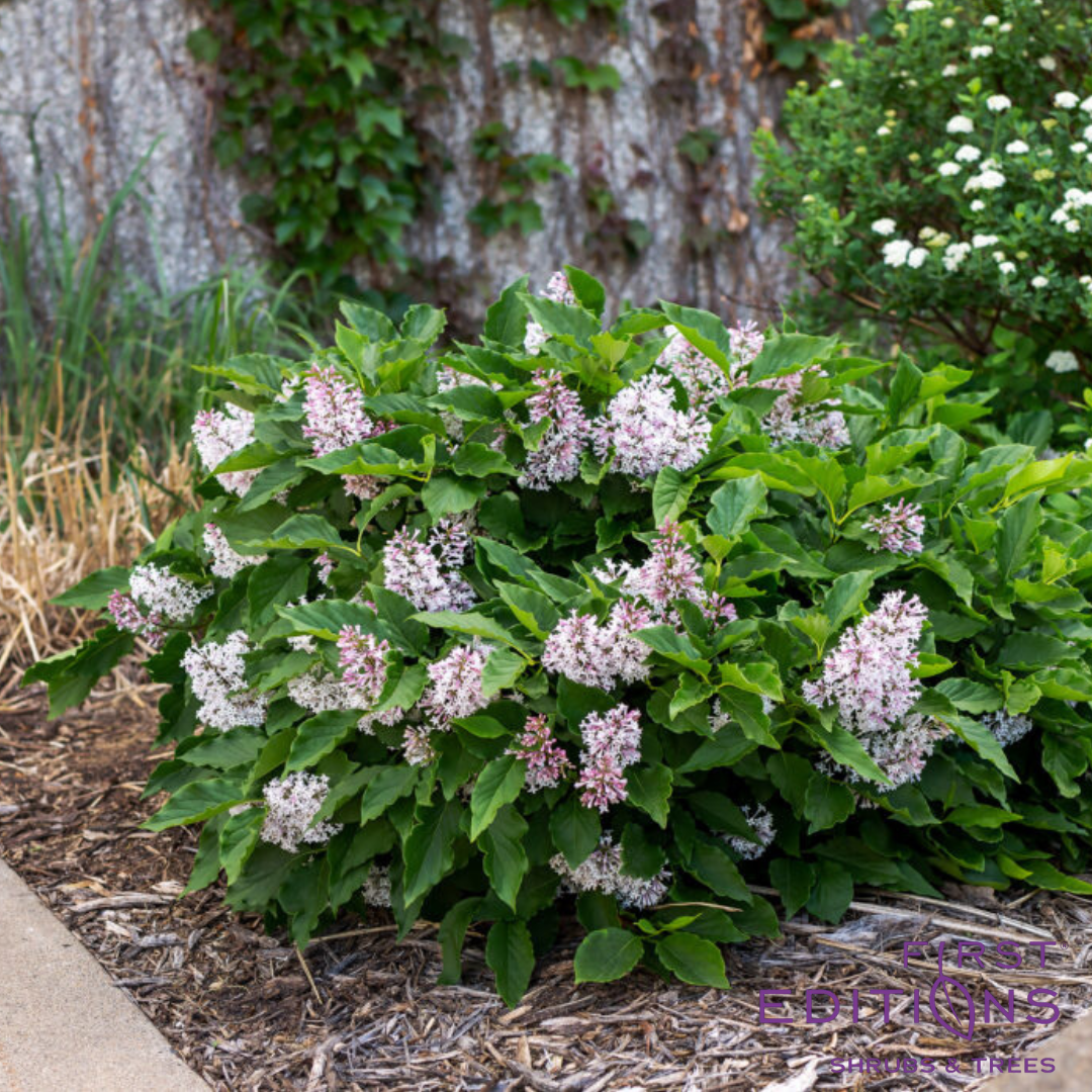 Little Lady Lilac | Syringa x 'Jeflady'