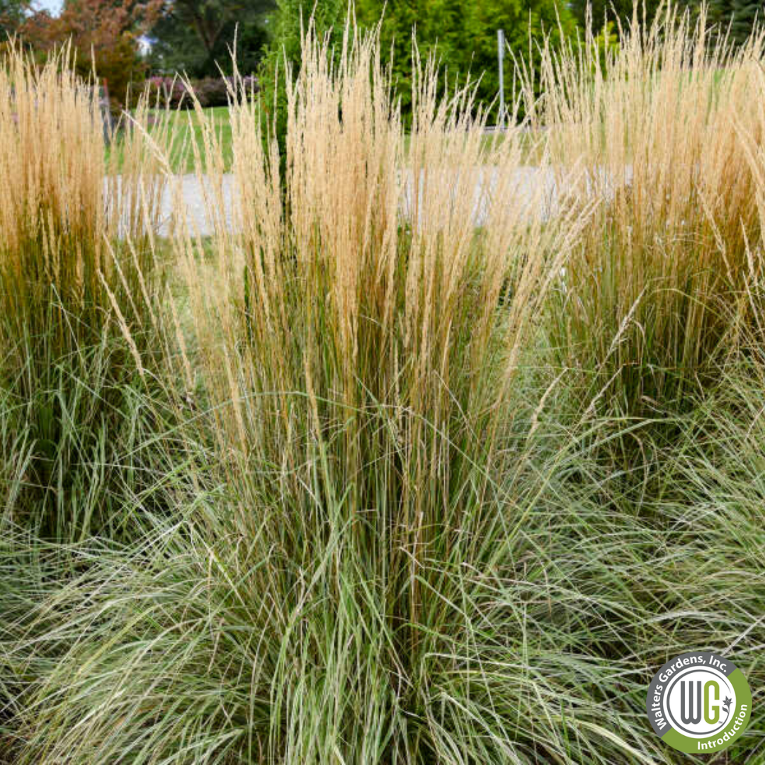 Hello Spring™' Feather Reed Grass | Calamagrostis acutiflora Hello Spring!™