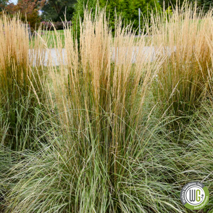 Hello Spring™' Feather Reed Grass | Calamagrostis acutiflora Hello Spring!™