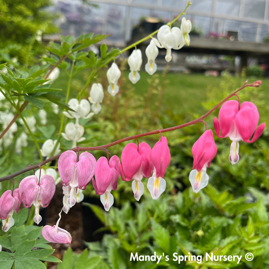 White Old-Fashioned Bleeding Heart | Dicentra spec. Alba