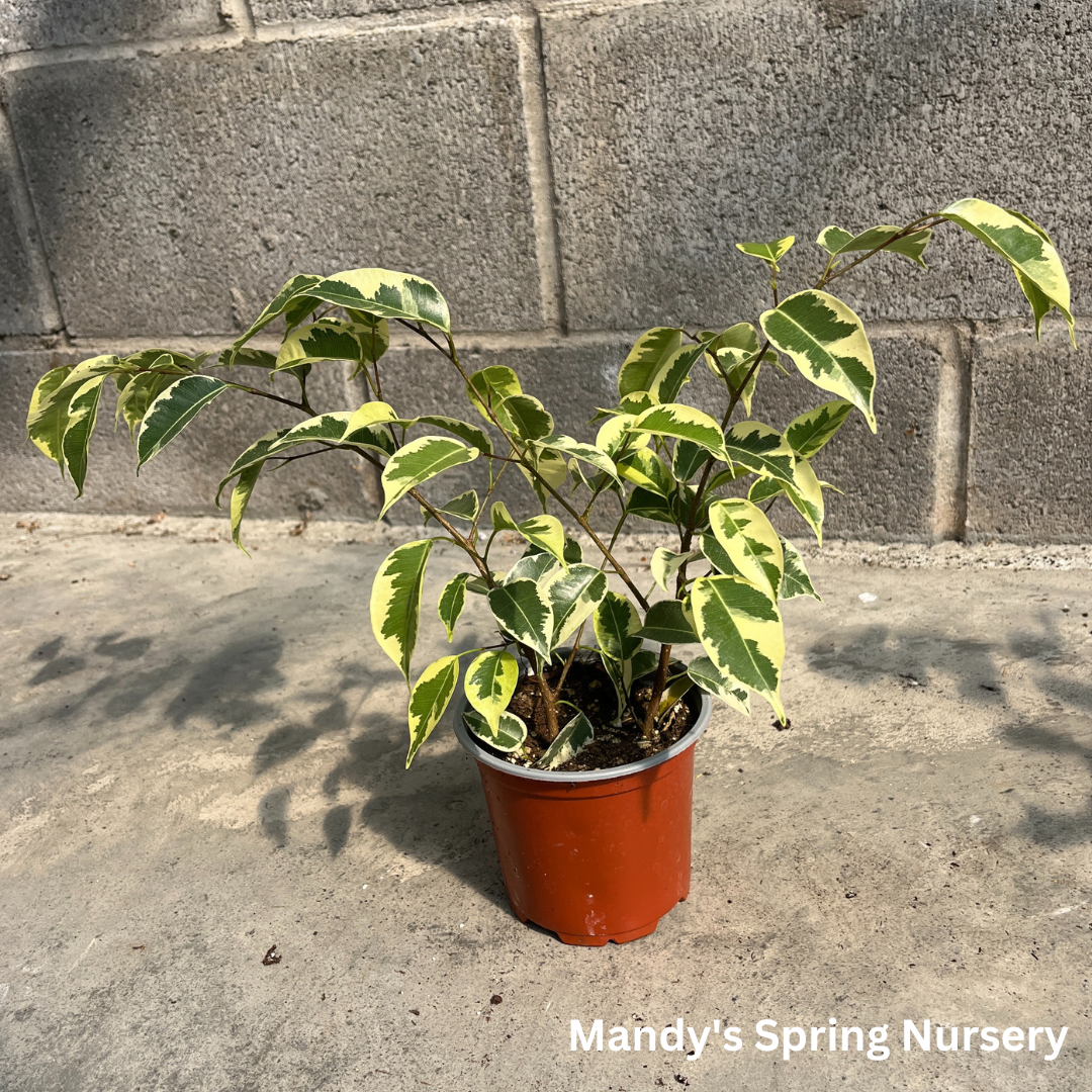 Samantha Weeping Fig | Ficus benjamina 'Samantha'