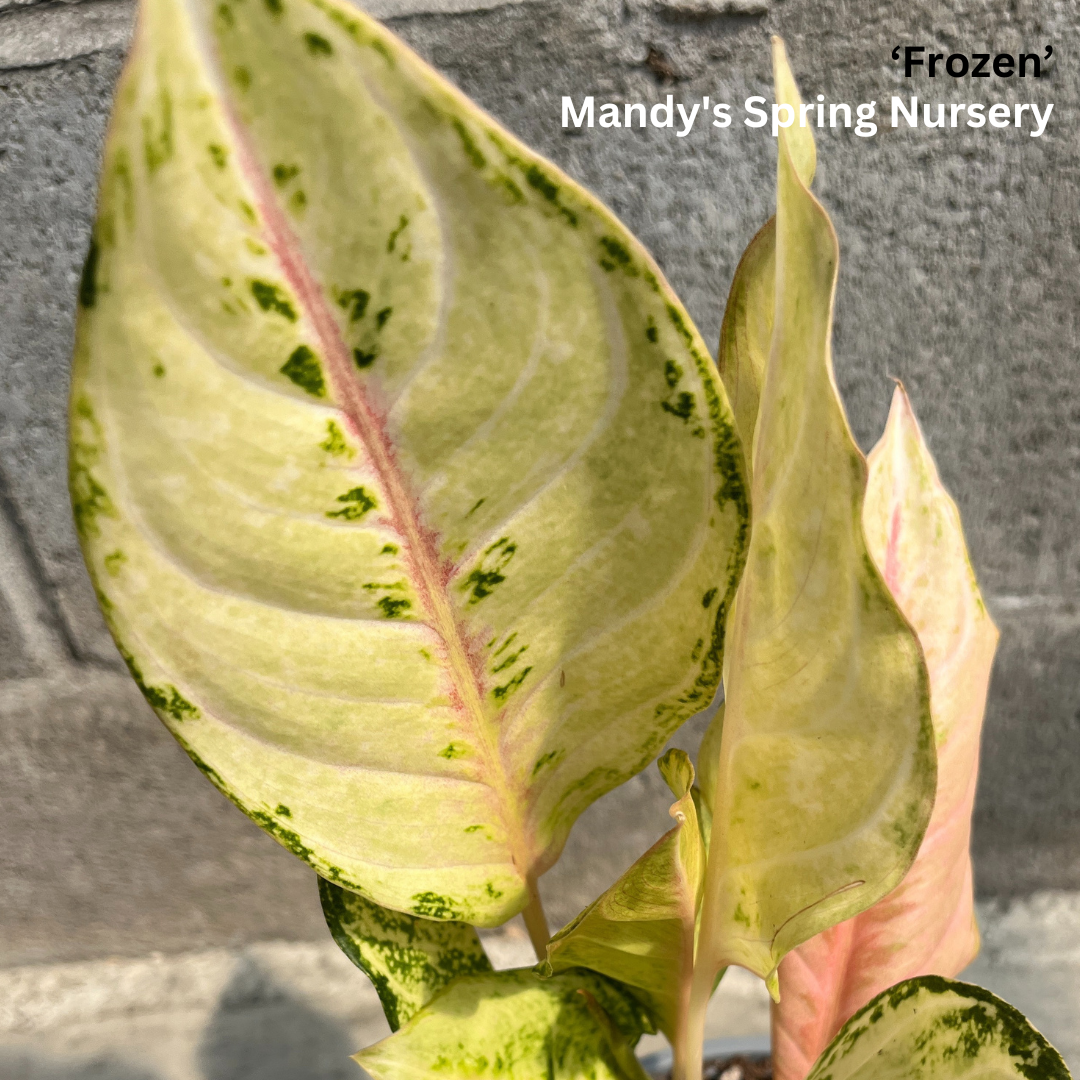 Lucky Plant' | Aglaonema