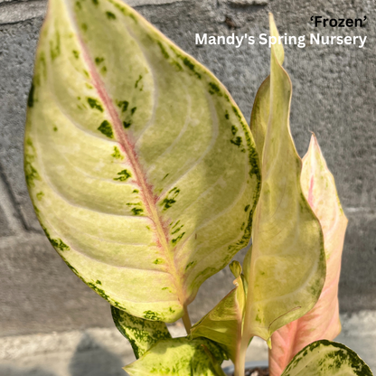 Lucky Plant' | Aglaonema