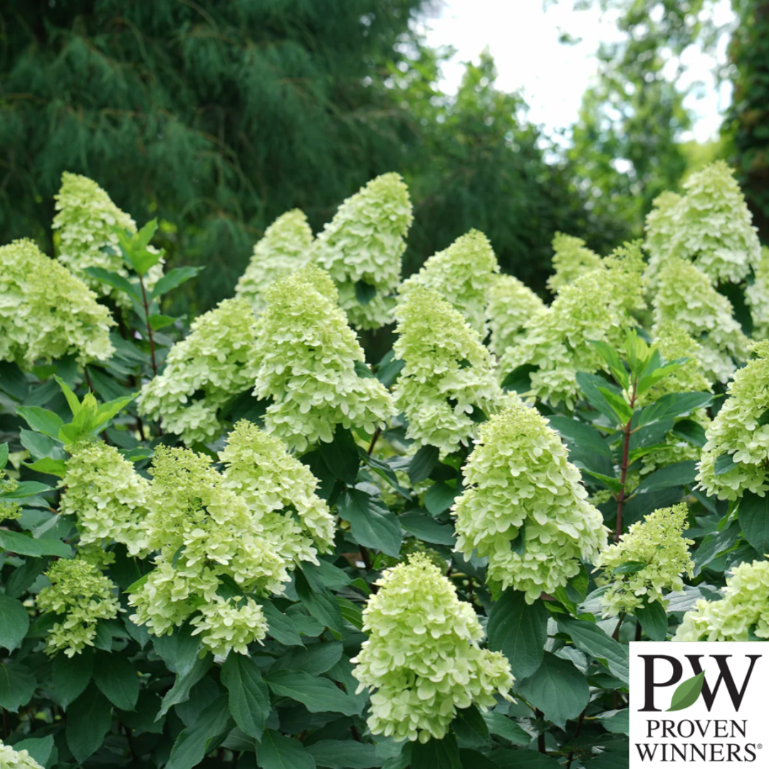 Limelight Prime Hydrangea | Hydrangea paniculata