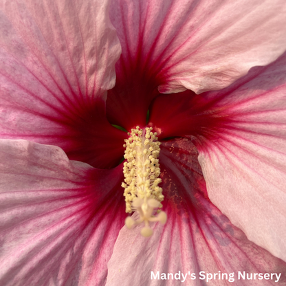 'Perfect Storm' Hibiscus | Rose Mallow
