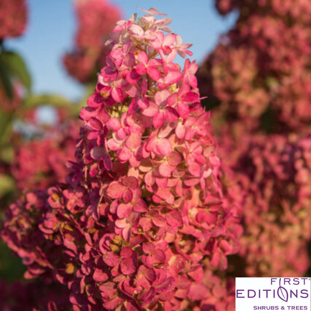 Berry White Hydrangea | Hydrangea paniculata