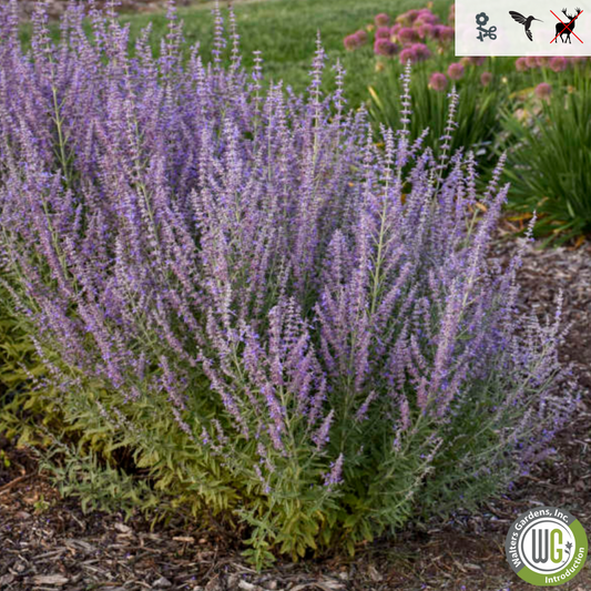 'Sage Advice' Russian Sage | Perovskia atriplicifolia 'Sage Advice'
