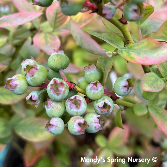 'Peach Sorbet' Blueberry | Vaccinium x Peach Sorbet
