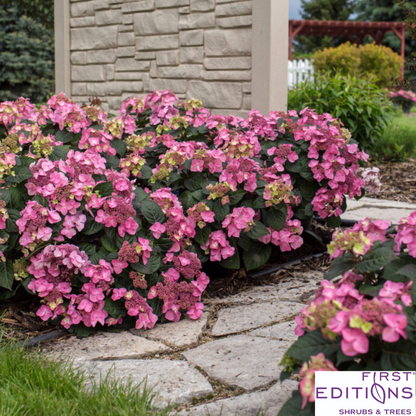 Pop Star Reblooming Endless Summer® Bigleaf Hydrangea | Hydrangea macrophylla 'Bailmacsix'