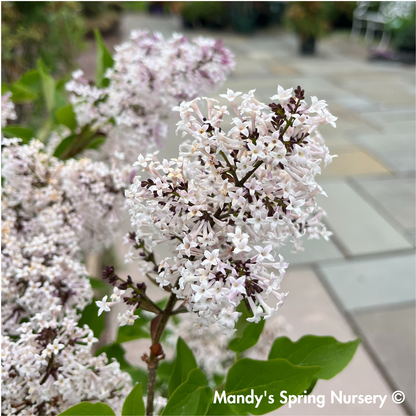 Miss Kim Lilac | Syringa patula