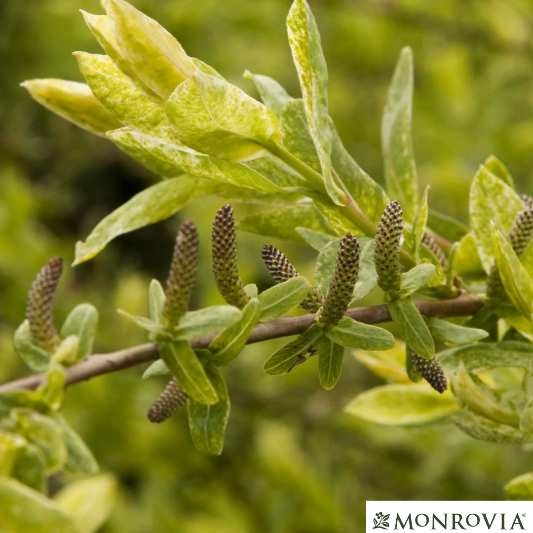Hakuro Nishiki Willow Tree-Form | Salix integra 'Hakuro Nishiki'