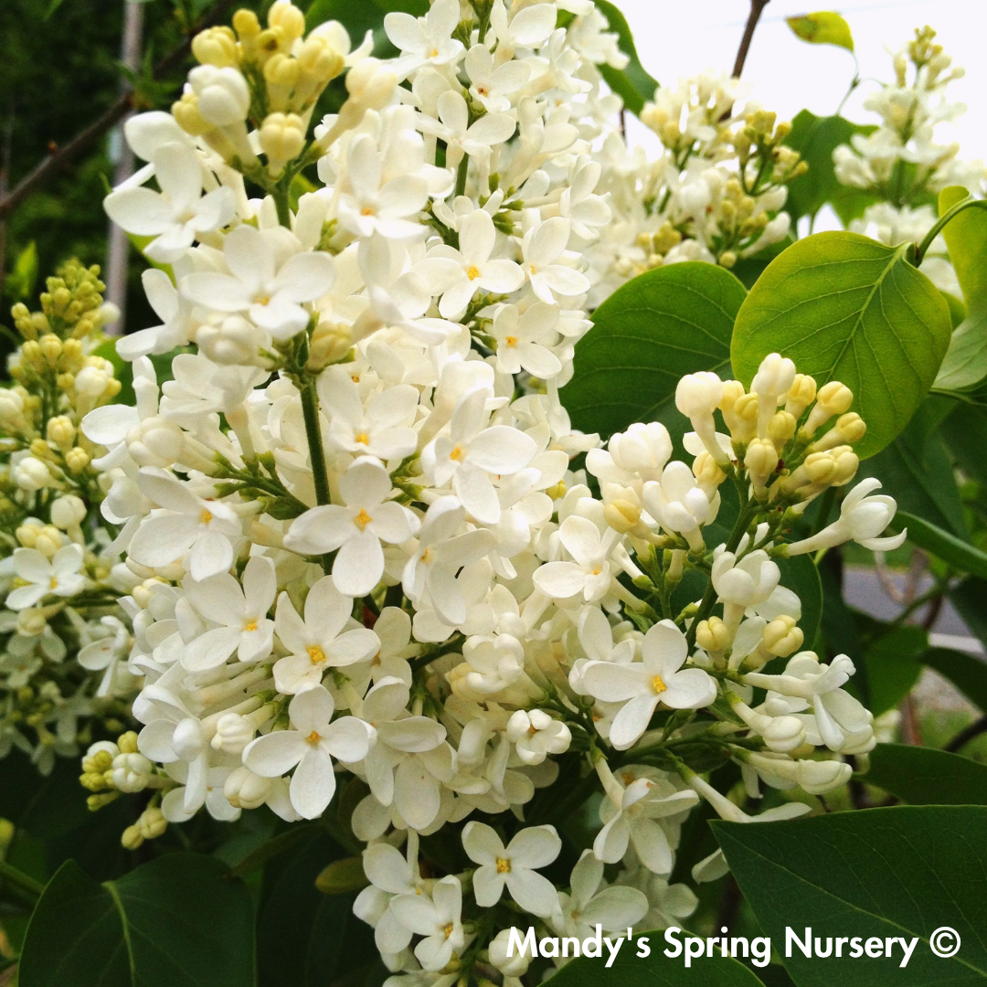 Primrose Lilac | Syringa vulgaris