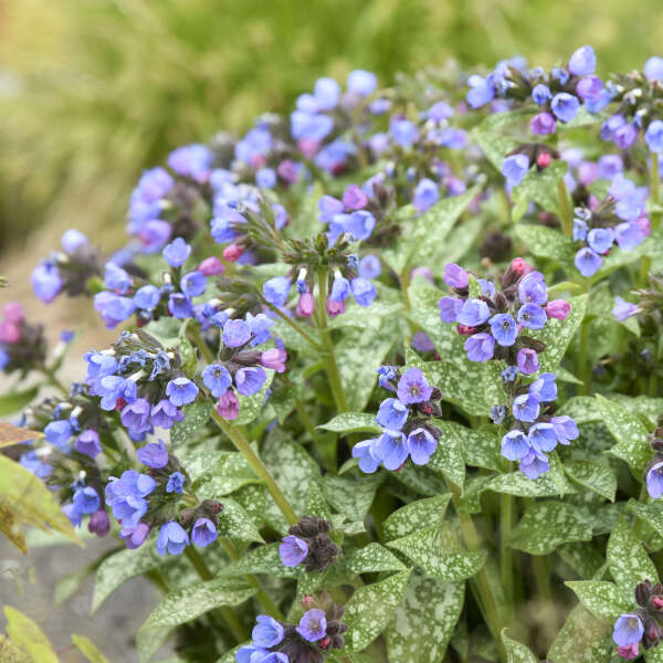 'Pink-a-Blue' Lungwort | Pulmonaria