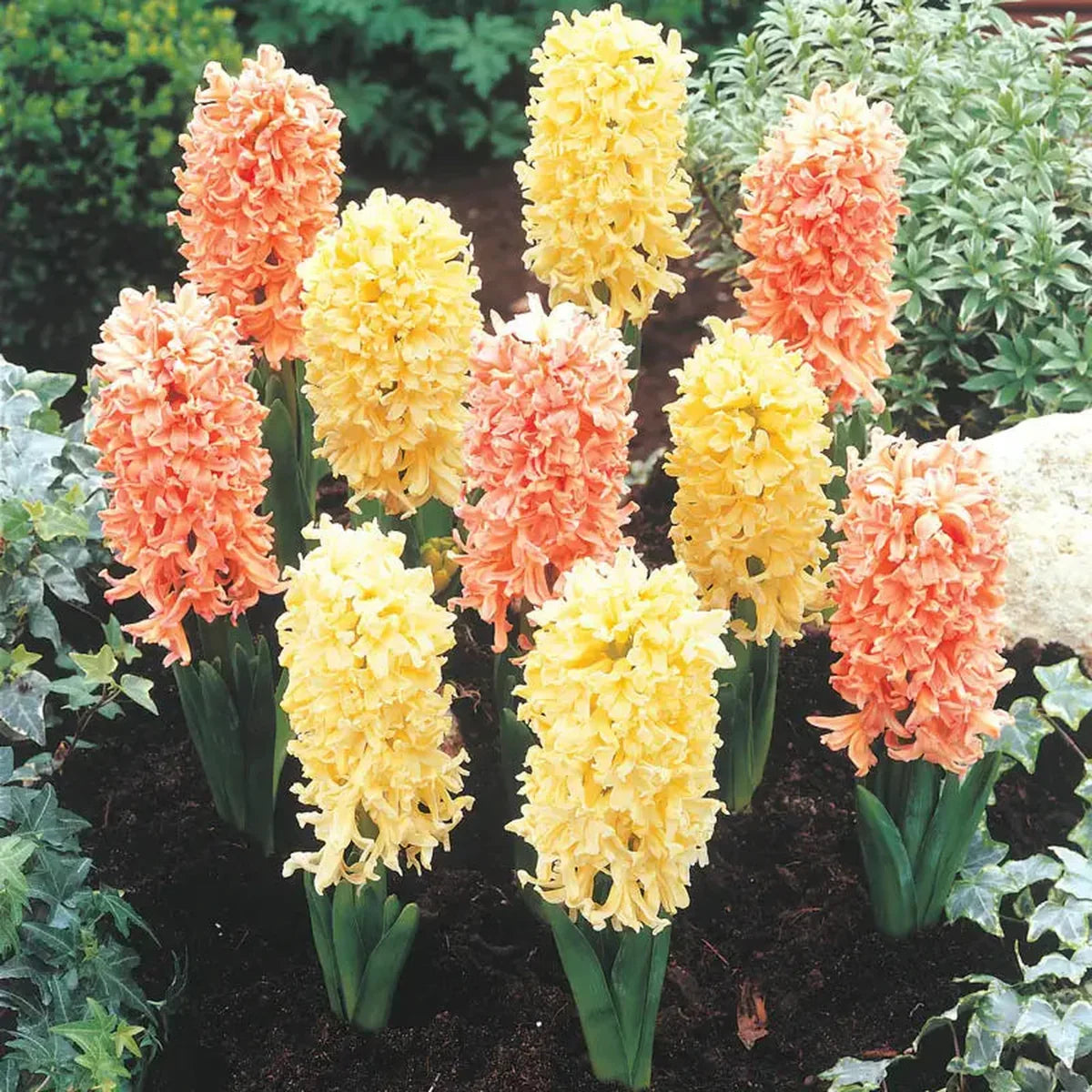 Gipsy Princess Hyacinth Mix