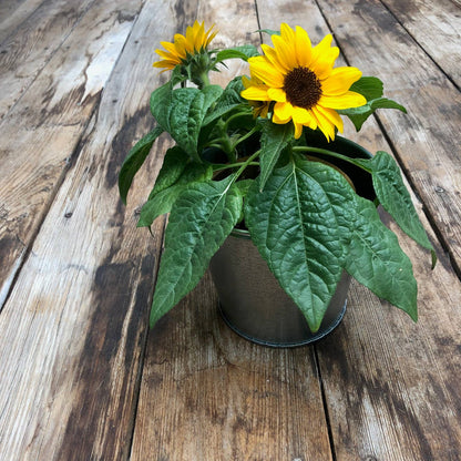Garden Sprinkles - Grow Love Sunflower