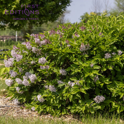 Little Lady Lilac | Syringa x 'Jeflady'