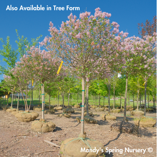 Palibin Dwarf Korean Lilac | Syringa meyeri