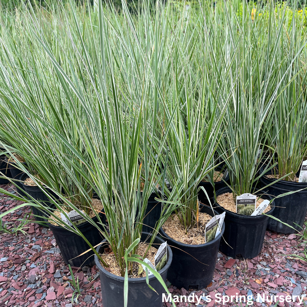 Hello Spring™' Feather Reed Grass | Calamagrostis acutiflora Hello Spring!™