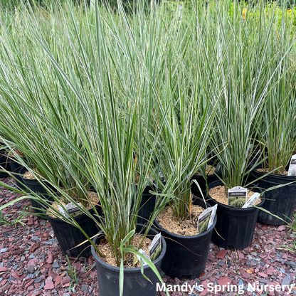 Hello Spring™' Feather Reed Grass | Calamagrostis acutiflora Hello Spring!™