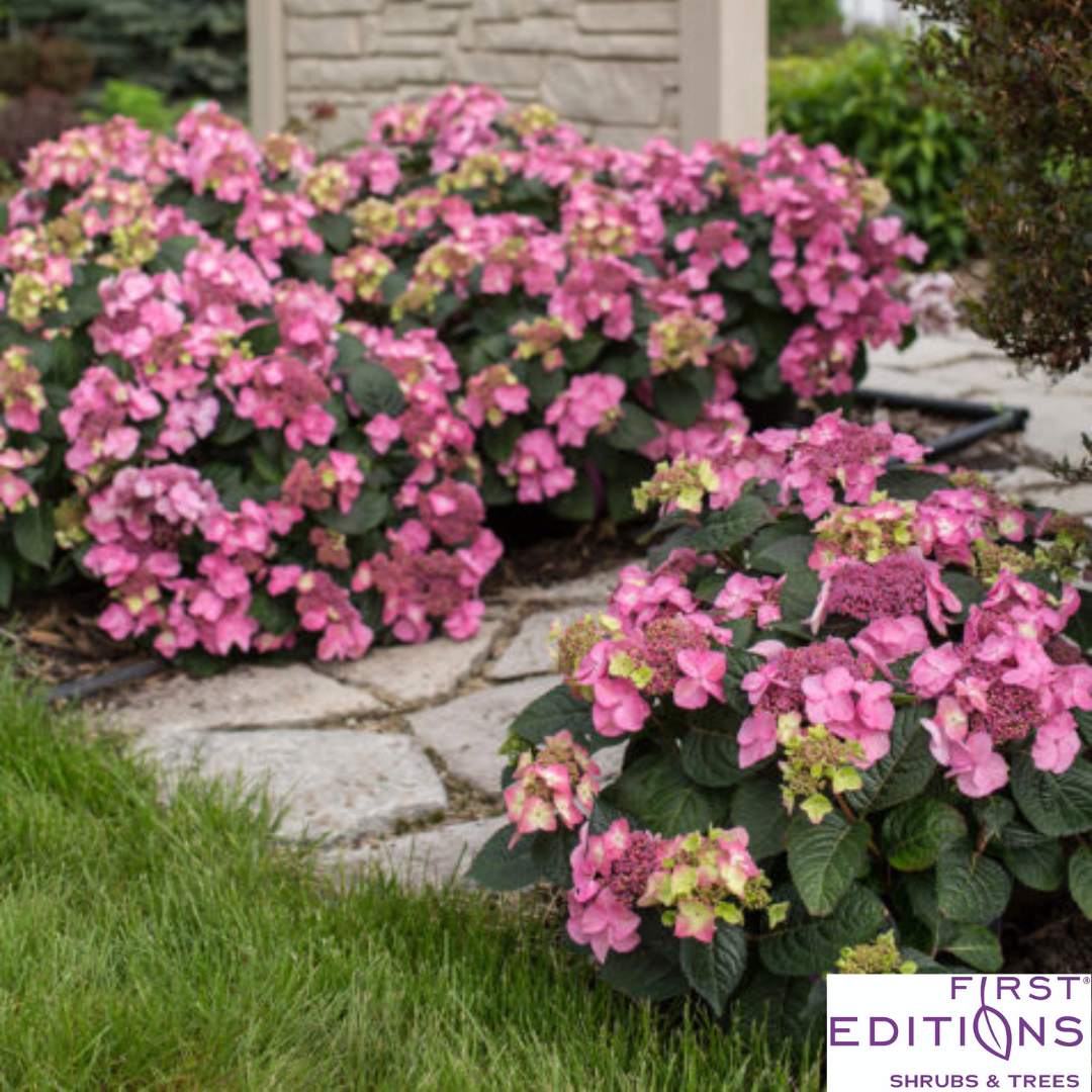 Pop Star Reblooming Endless Summer® Bigleaf Hydrangea | Hydrangea macrophylla 'Bailmacsix'