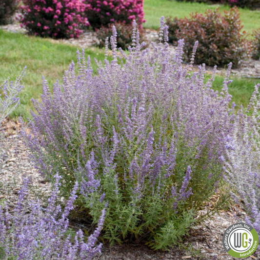 'Sage Advice' Russian Sage | Perovskia atriplicifolia 'Sage Advice'