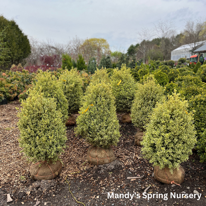 Variegated Boxwood | Buxus variegata
