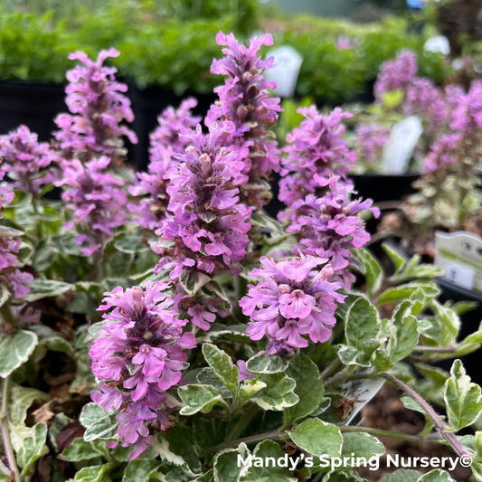 'Pink Lightning' Bugelweed | Ajuga reptans 'Pink Lightning'