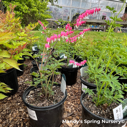 Bleeding Heart | Dicentra spectabilis