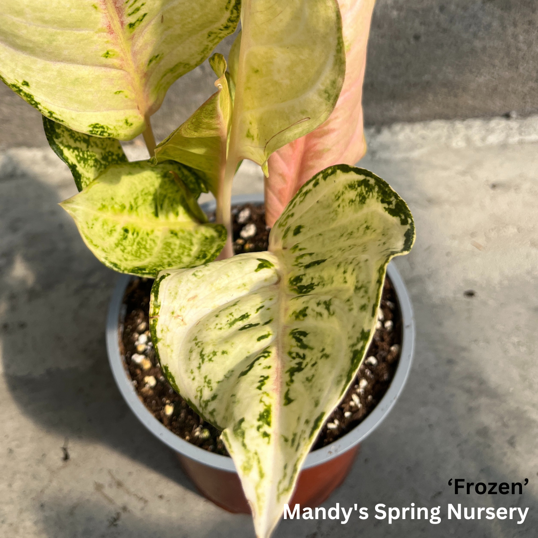 Lucky Plant' | Aglaonema