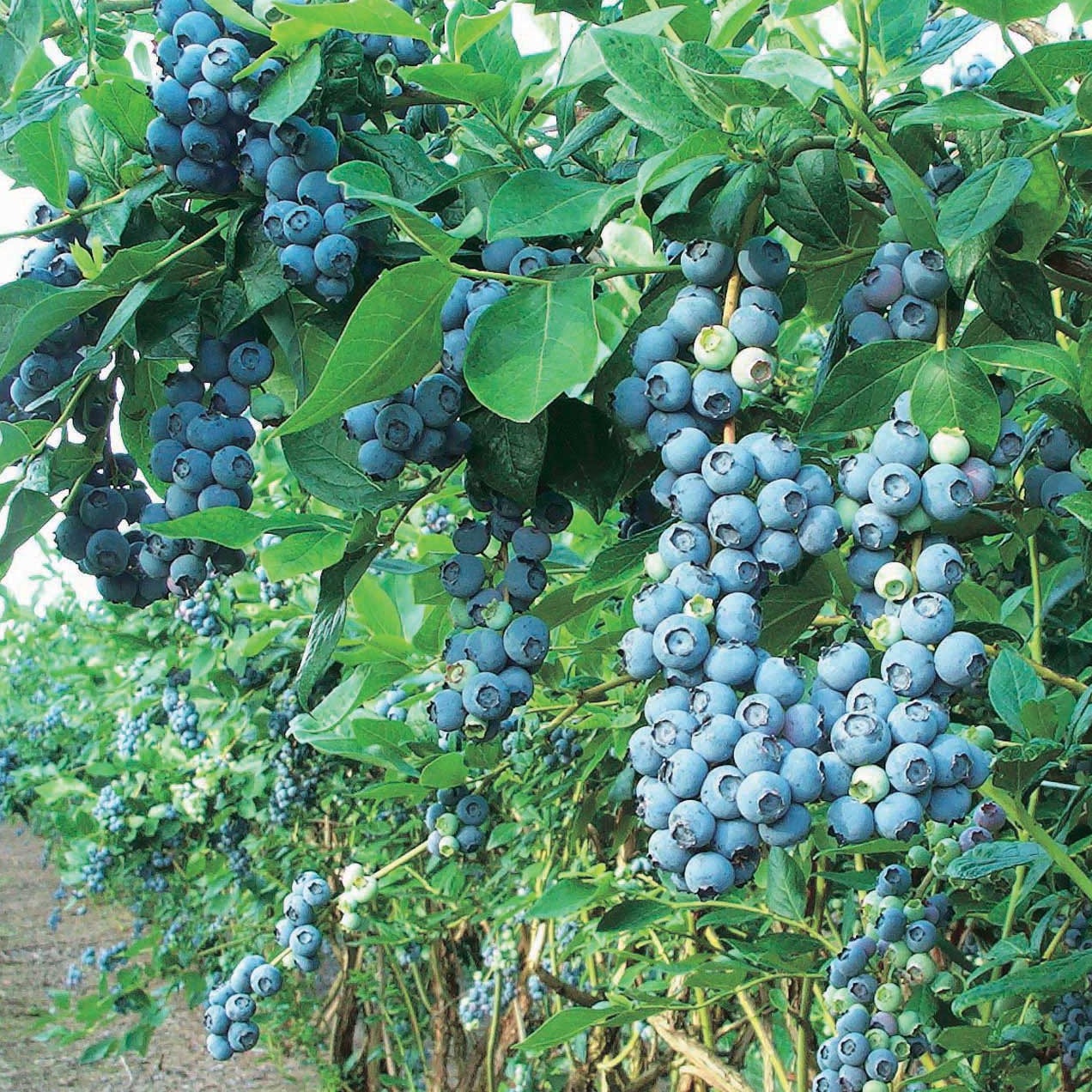 Northblue Blueberry | Vaccinium