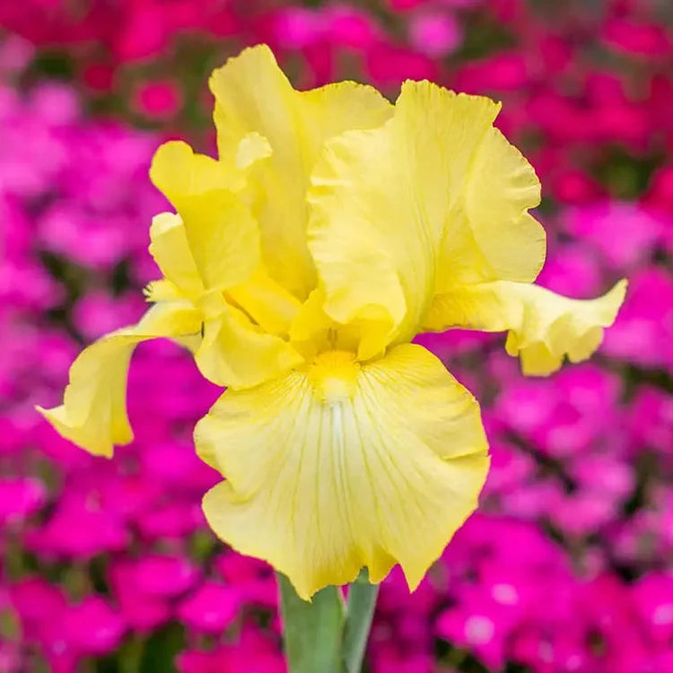 Reblooming German Iris Harvest of Memories