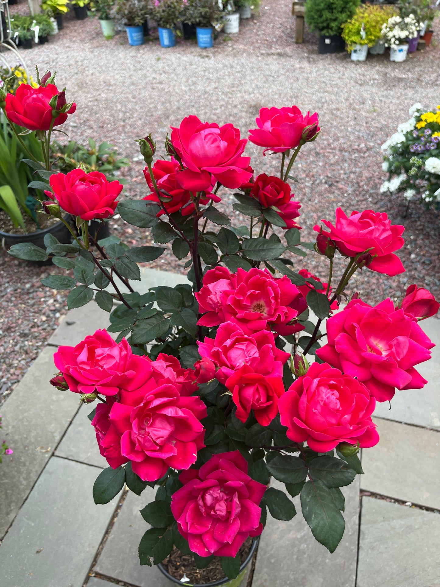 Double Pink Knock Out Rose Tree-Form | Rosa