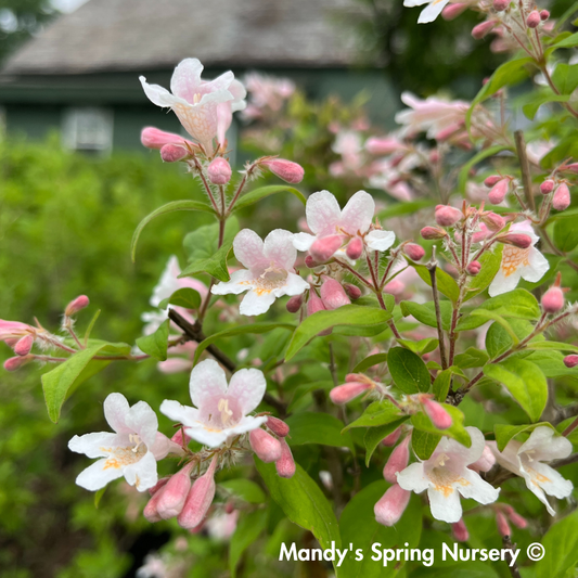 Pink Cloud Beautybush | Kolkwitzia amabilis