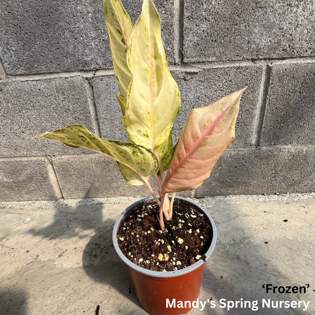 Lucky Plant' | Aglaonema