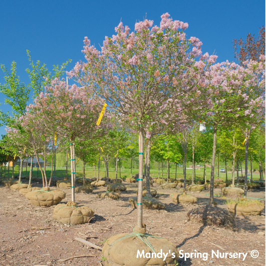 Palibin Dwarf Korean Lilac Tree | Syringa meyeri 'Palibin'
