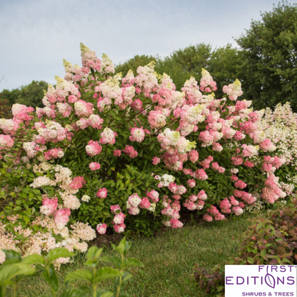 Berry White Hydrangea | Hydrangea paniculata