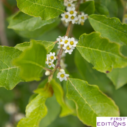 Wildfire™ Winterberry | Ilex verticillata