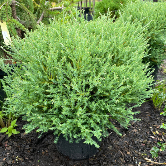 Mr. Bowling Ball® Arborvitae | Thuja occidentalis
