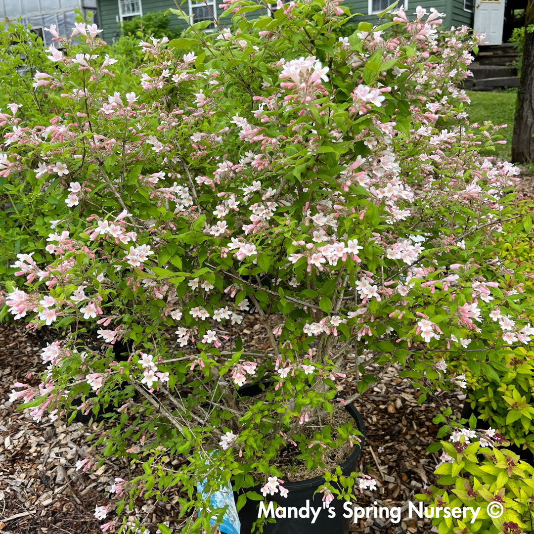 Pink Cloud Beautybush | Kolkwitzia amabilis