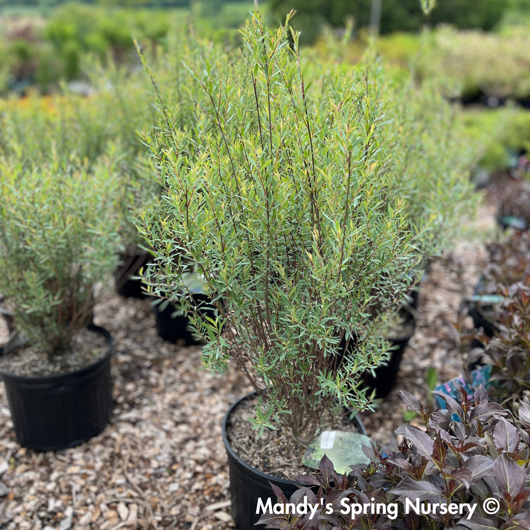 Dwarf Blue Leaf Arctic Willow - Salix purpurea 'Nana'