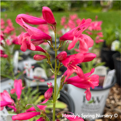Bejeweled® 'Pink Pearls' | Penstemon barbatus