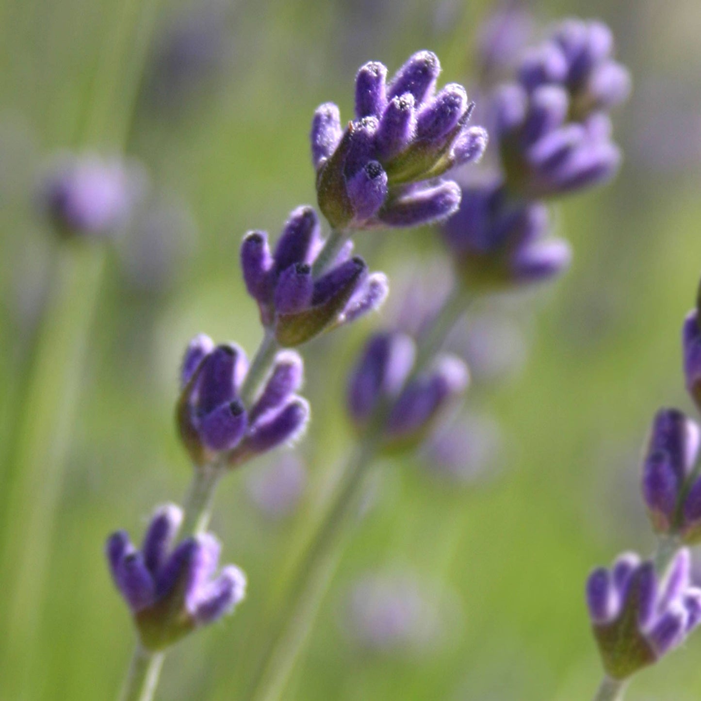 Garden in a Bag | Lavender | Best Seller