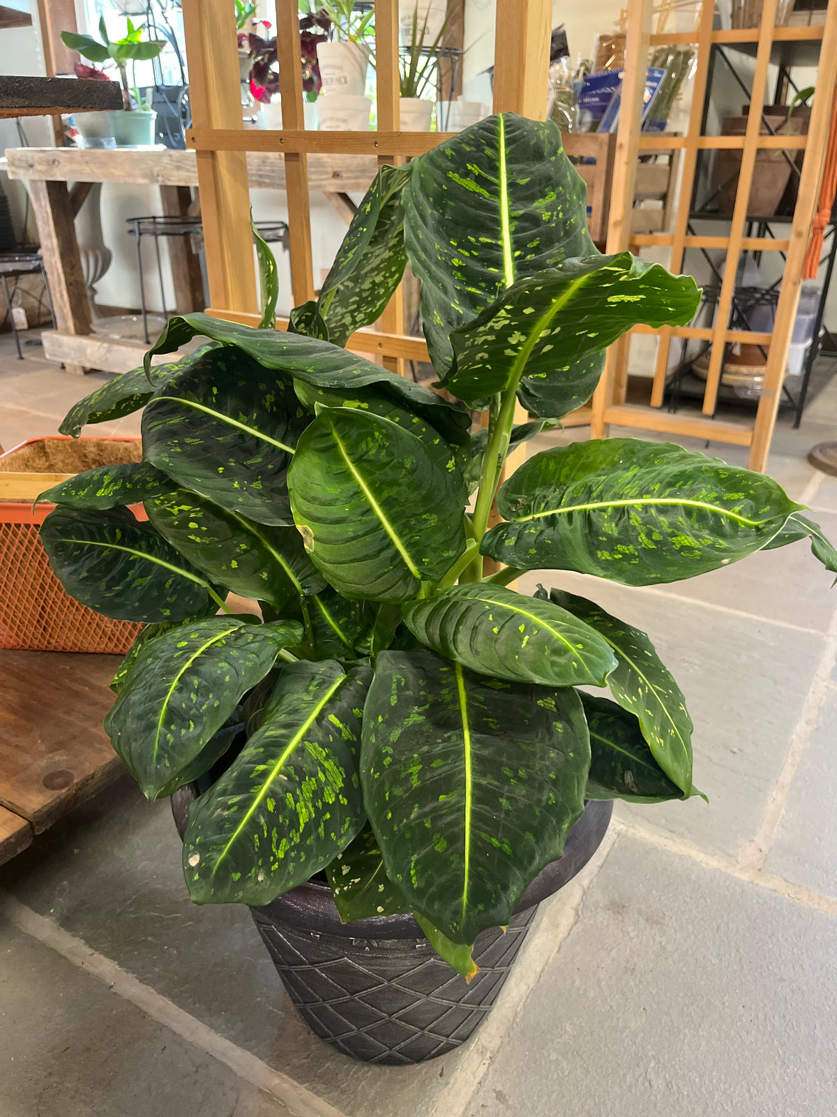 Mandy's Indoor Plants