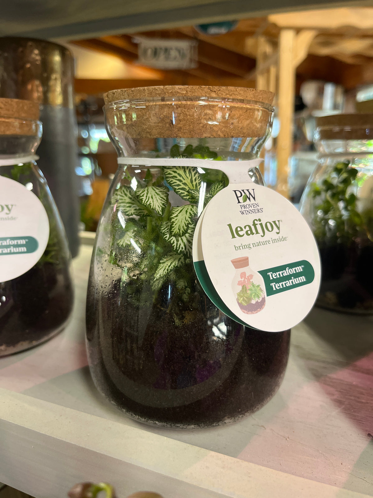 Mandy's Indoor Plants