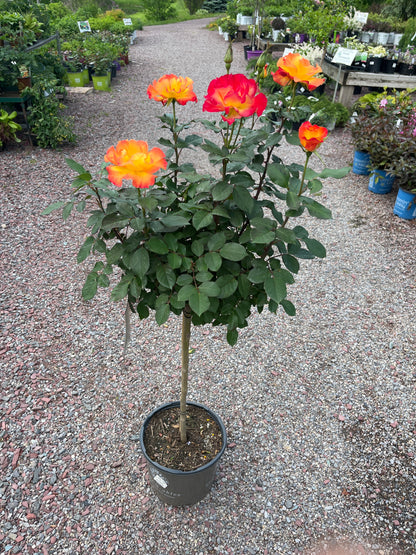 Sunset Horizon Floribunda Rose Tree-Form | Rosa