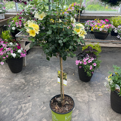 Easy Bee-zy Knock Out Rose Tree-Form | Rosa