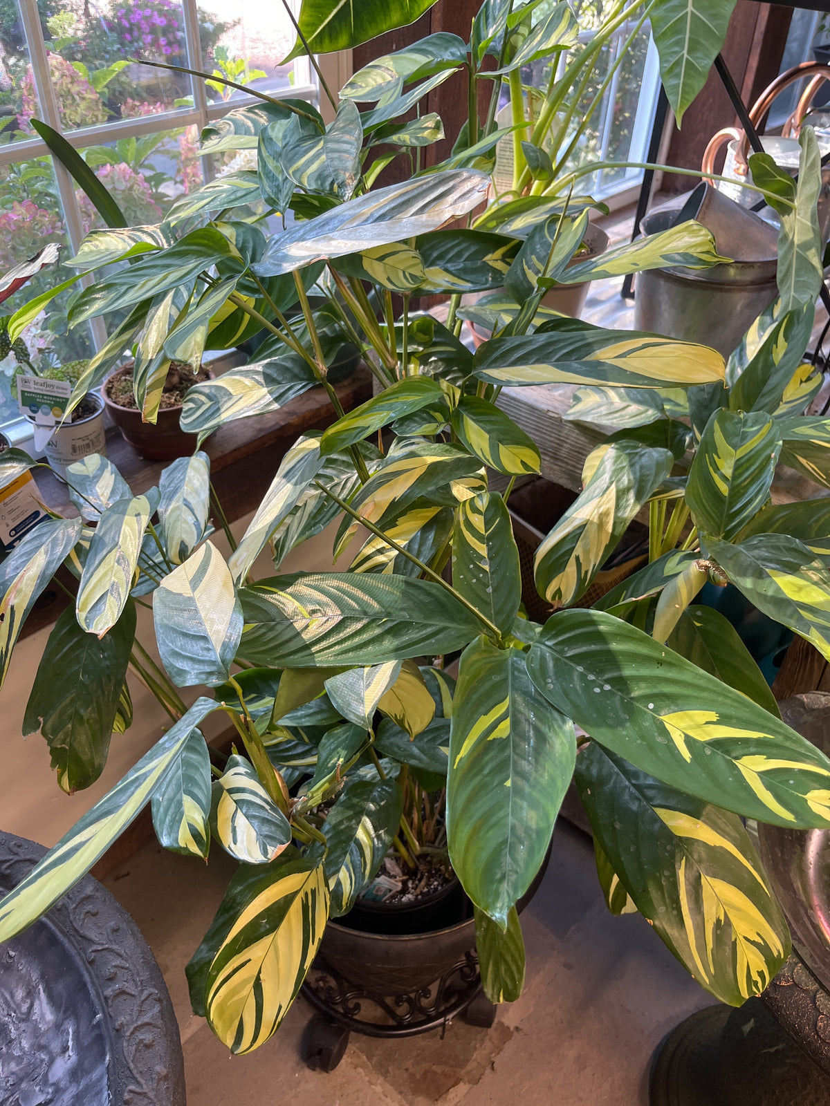 Mandy's Indoor Plants