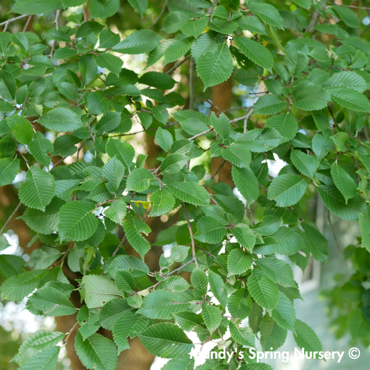 Accolade Elm | Ulmus 'Morton'